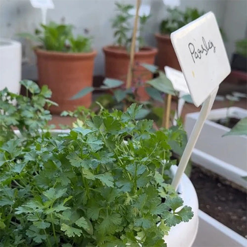 Parsley Seeds-3