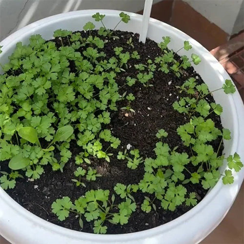 Parsley Seeds-4