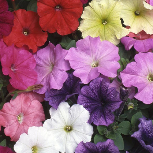 Petunia Nana Compacta Mixed Seeds-1