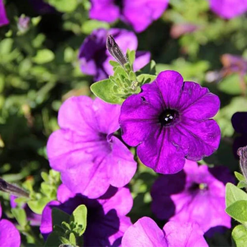 Petunia Nana Compacta Royal Blue Seeds-1