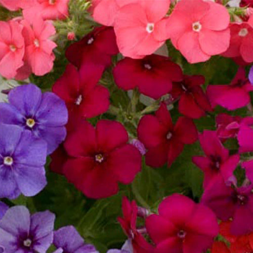 Phlox Drummondii Beauty Mixed Seeds-1