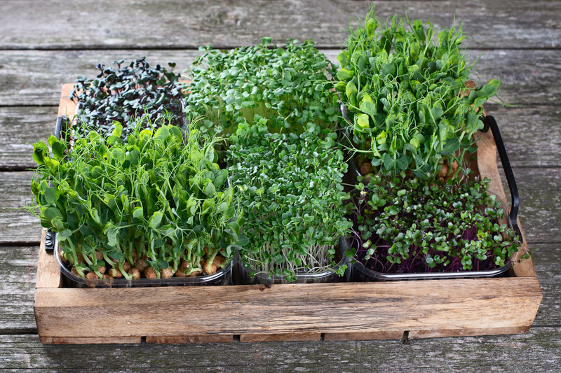 Microgreens