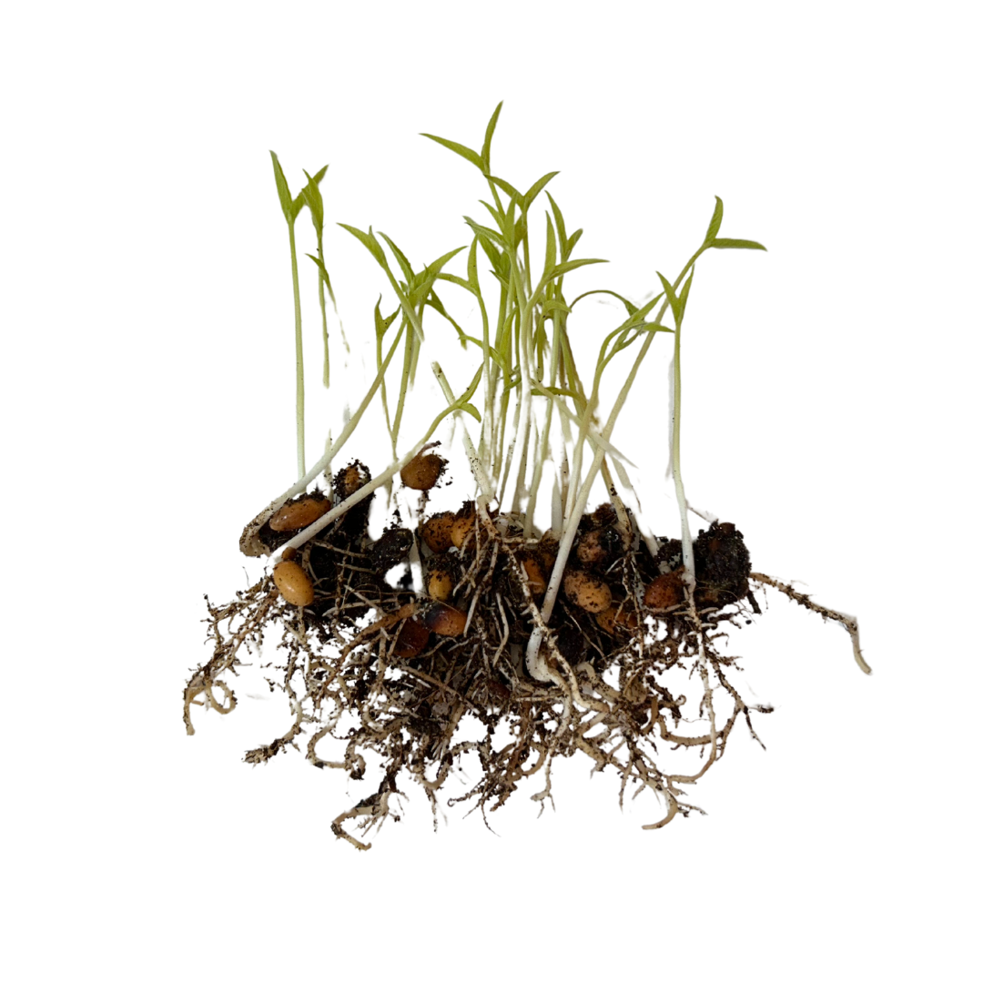 Pigeon Pea (Arhar) Microgreen Seeds