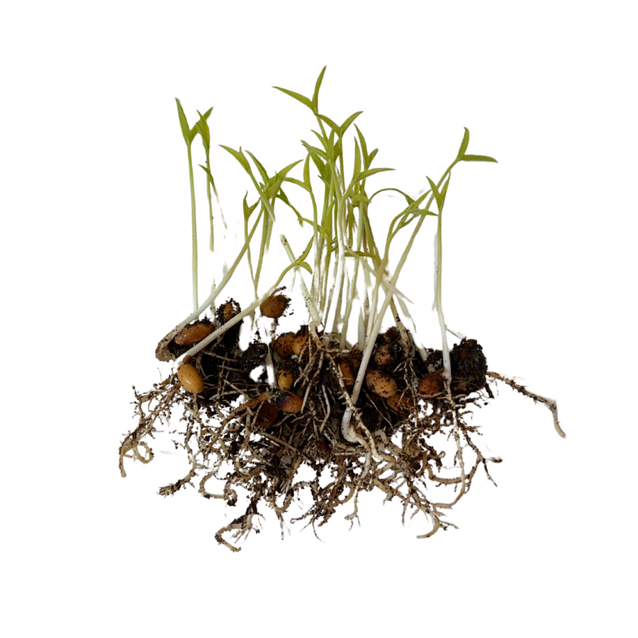 Pigeon Pea (Arhar) Microgreen Seeds