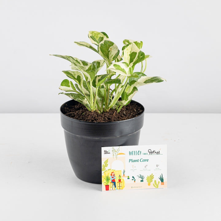 Money Plant N'Joy