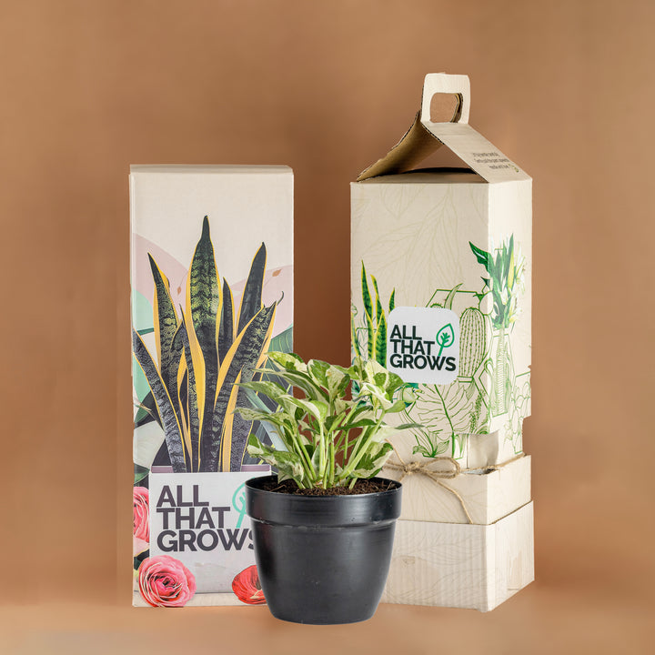 Money Plant N'Joy