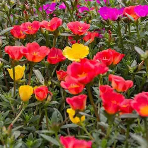 Portulaca Garden Splendour Double Mix Seeds-1