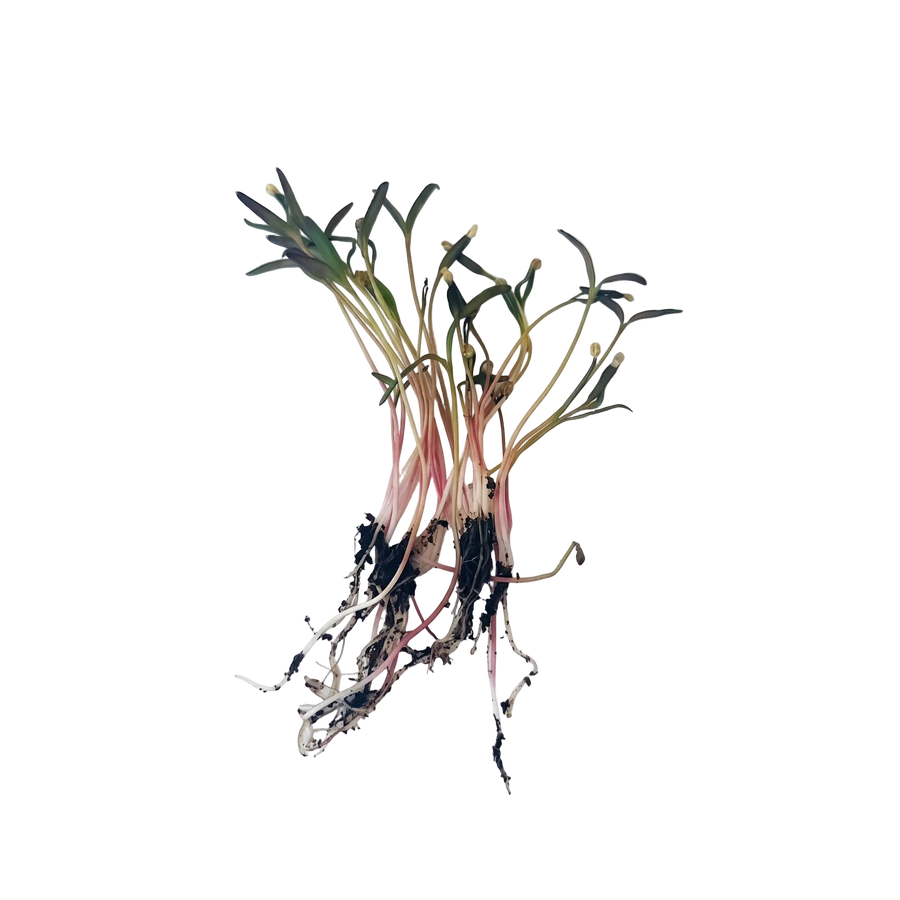 Quinoa Microgreen Seeds
