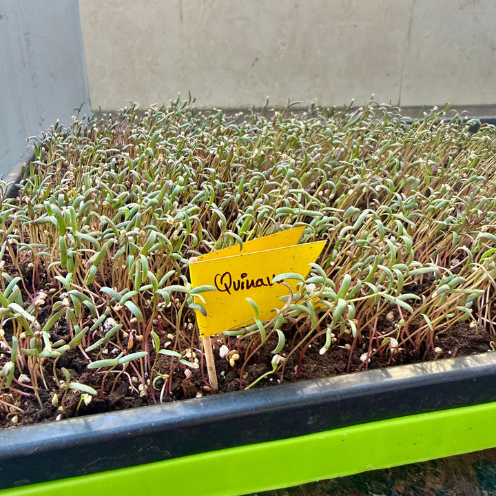 Quinoa Microgreen Seeds