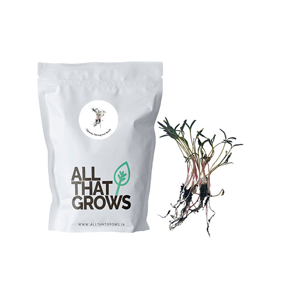 Quinoa Microgreen Seeds