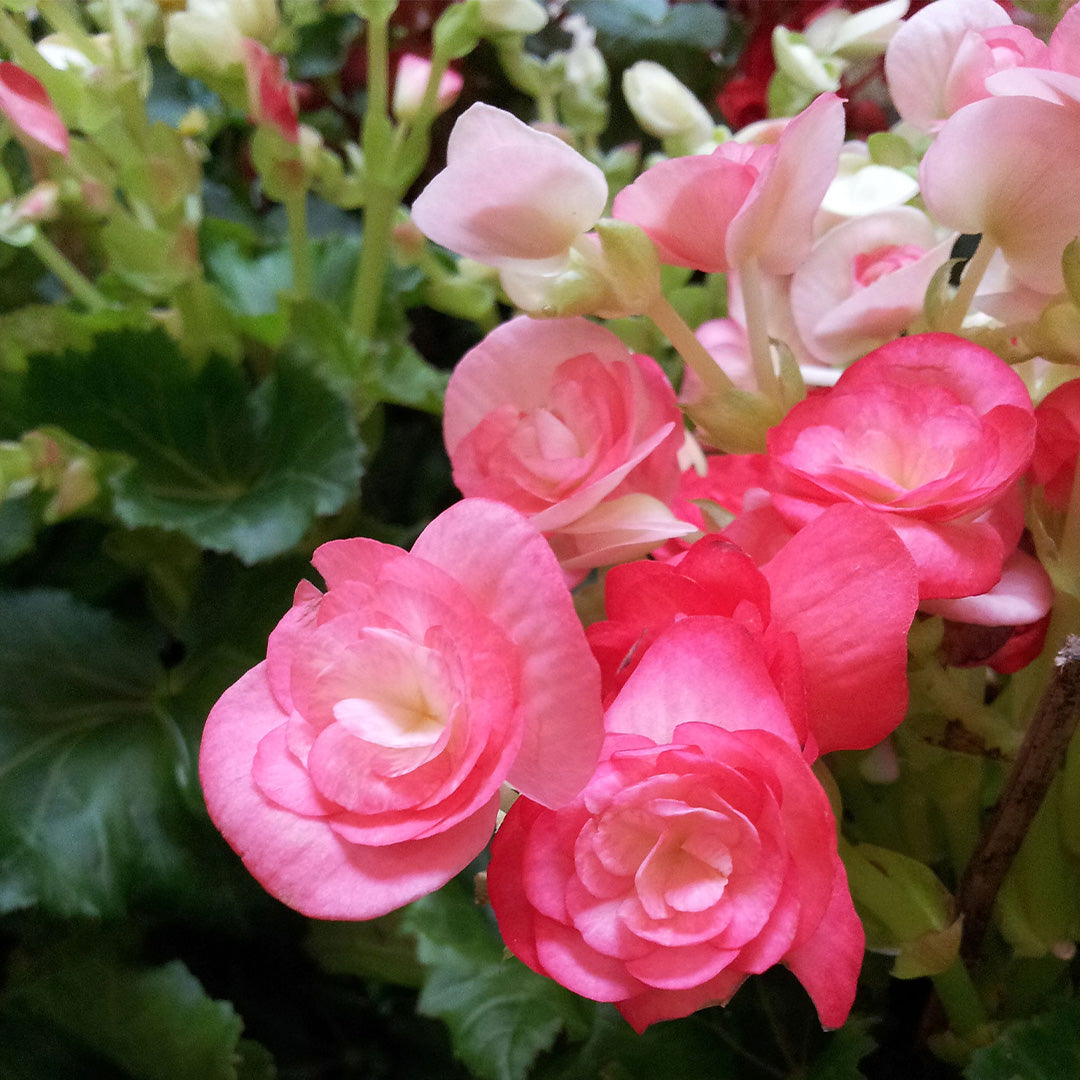 Begonia Balcony Pink Bulbs
