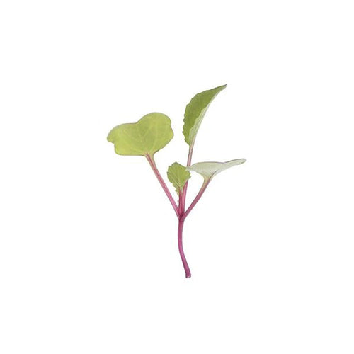 Radish China Rose Microgreen Seeds-1