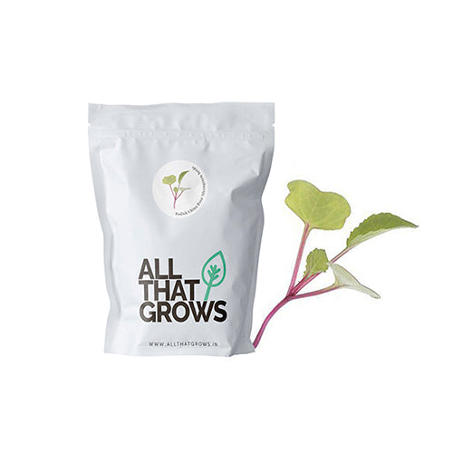 Radish China Rose Microgreen Seeds-2
