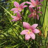 Rain Lily Pink Bulbs