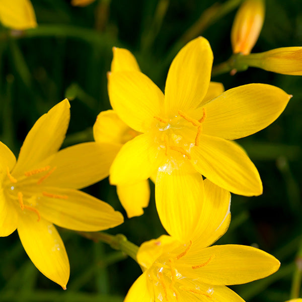 Buy Vibrant Yellow Rain Lily Bulbs Enhance Your Garden's Beauty
