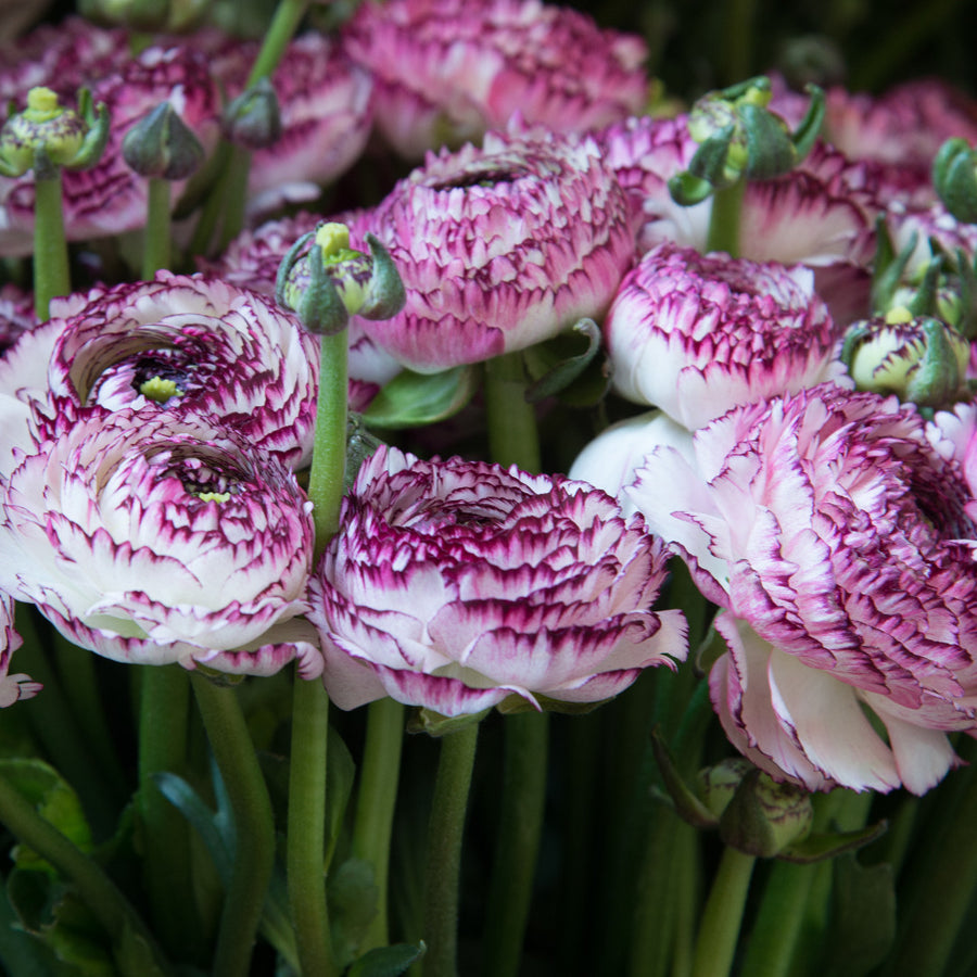 Ranunculus Creamy White & Burgundy Bulbs - Stunning Garden Blooms ...