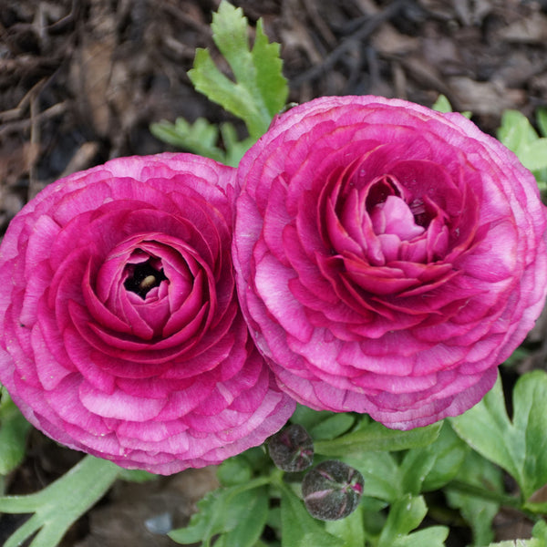 Ranunculus Dark Pink Bulbs - Vibrant Blooms for Your Garden | AllThatGrows