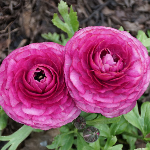 How to Grow Ranunculus Bulbs in India this Autumn | AllThatGrows