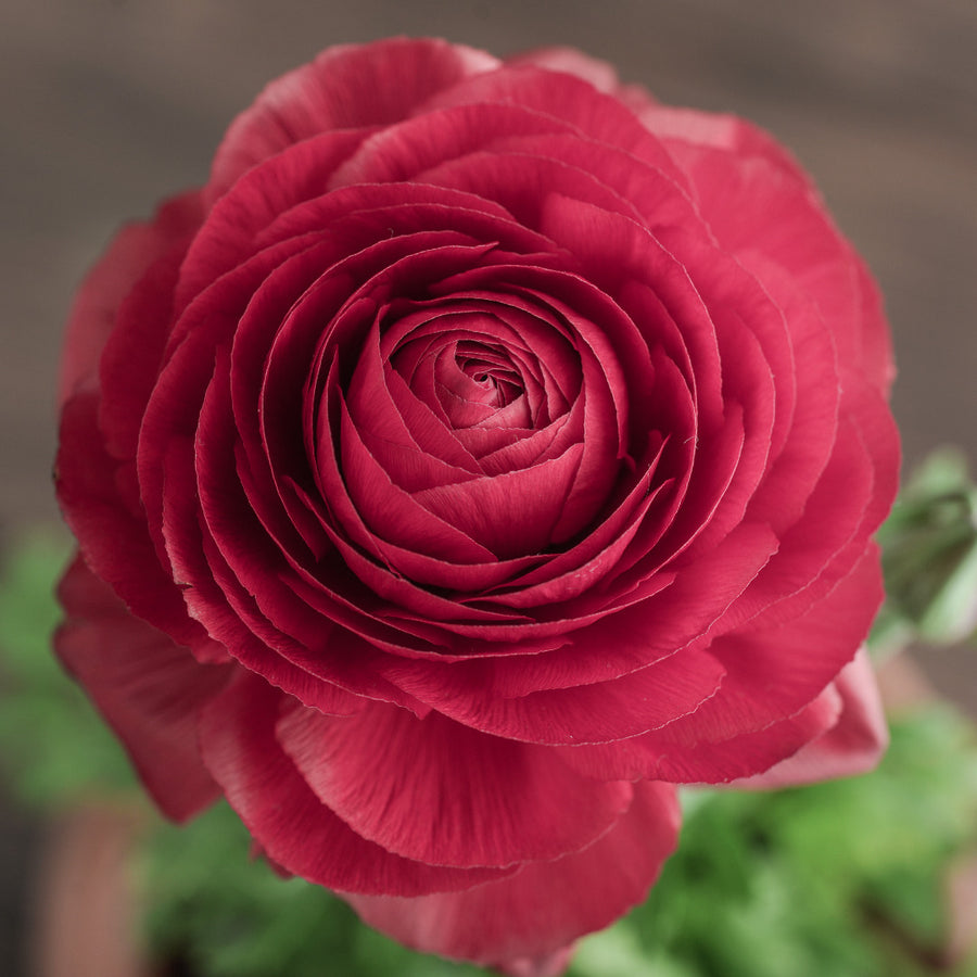 Ranunculus Dark Rose Pink Flower Bulbs - Beautiful Blooms | AllThatGrows