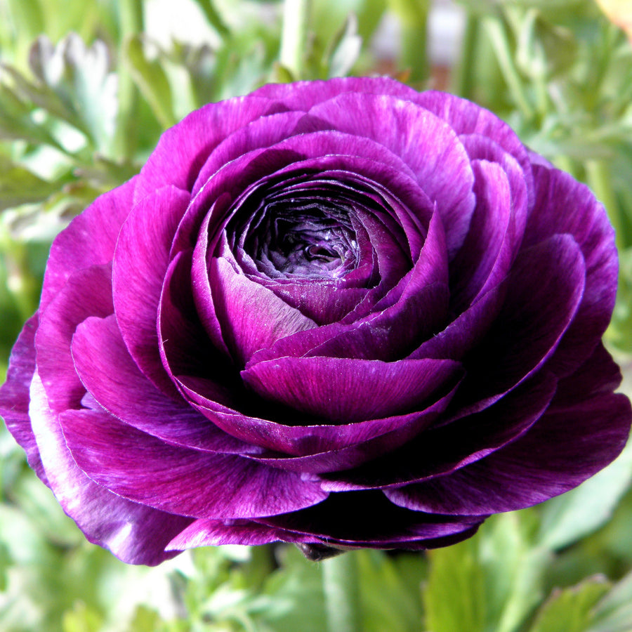 Ranunculus Double Purple Flower Bulbs – Rich Blooms for Gardens ...