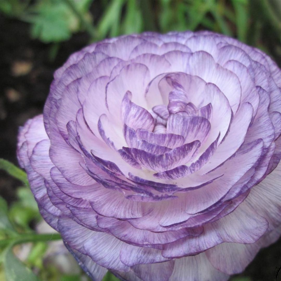Urple Ranunculus Ranunculus Light Purple Bulbs - Elegant Garden Blooms | AllThatGrows
