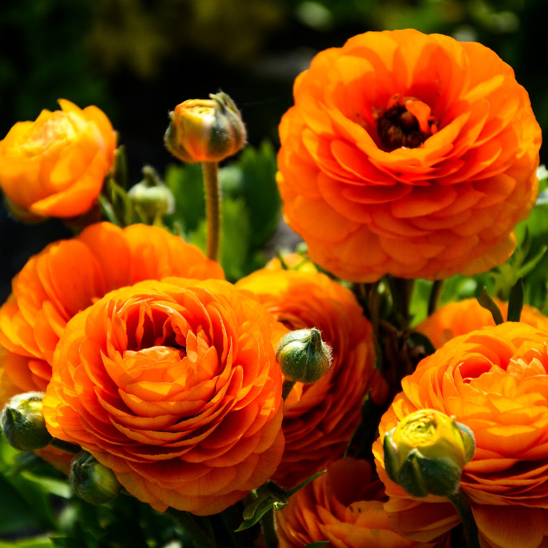 Vibrant Ranunculus Orange Flower Bulbs | AllThatGrows | 5 bulbs pack