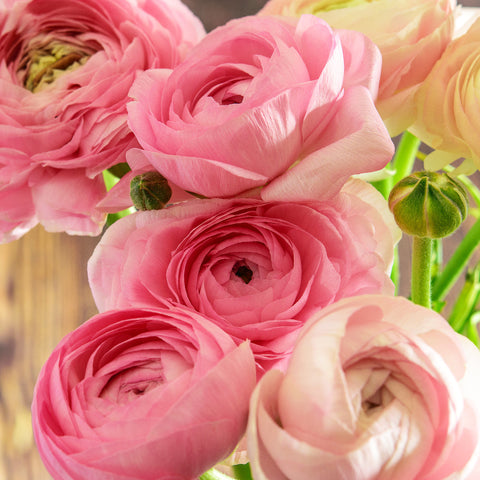 How to Grow Ranunculus Bulbs in India this Autumn | AllThatGrows