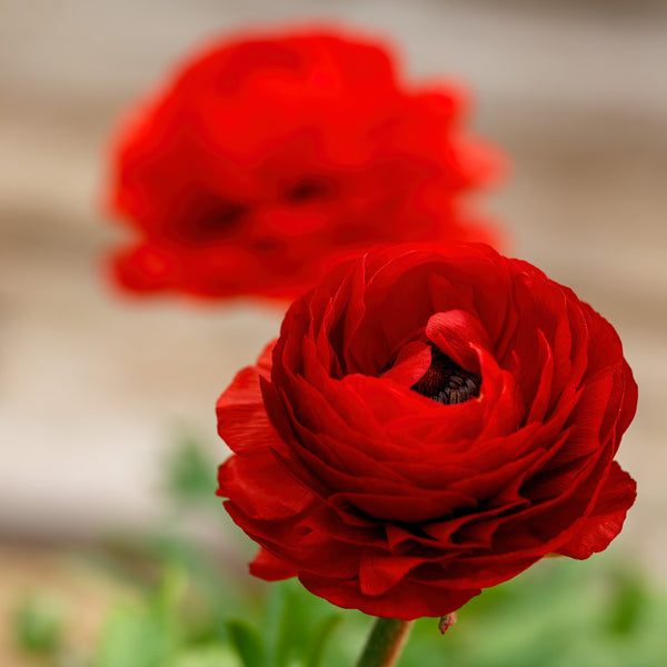Ranunculus Red Bulbs - Stunning Cup-Shaped Blooms | 5 bulbs pack