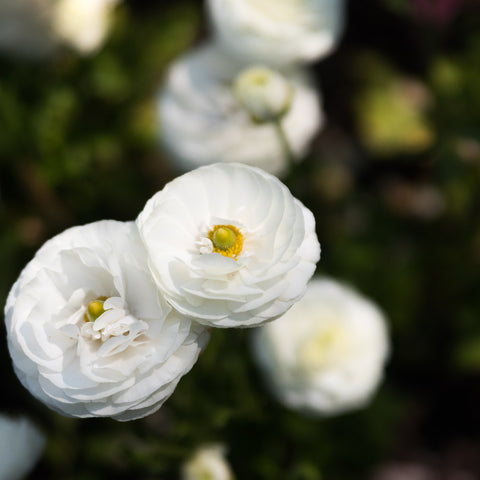How to Grow Ranunculus Bulbs in India this Autumn | AllThatGrows