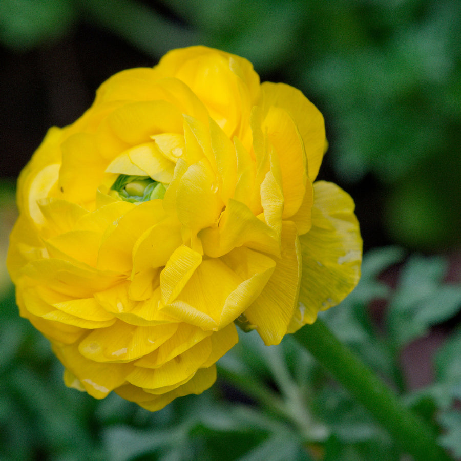 Cloni Ranunculus Yellow Radiant Ranunculus Yellow Flower Bulbs - AllThatGrows | 5 bulbs pack