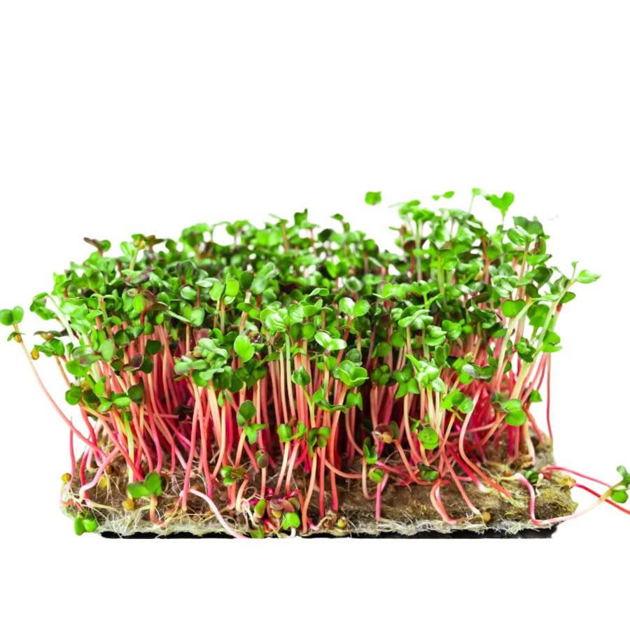 Radish Red Coral Microgreen Seeds