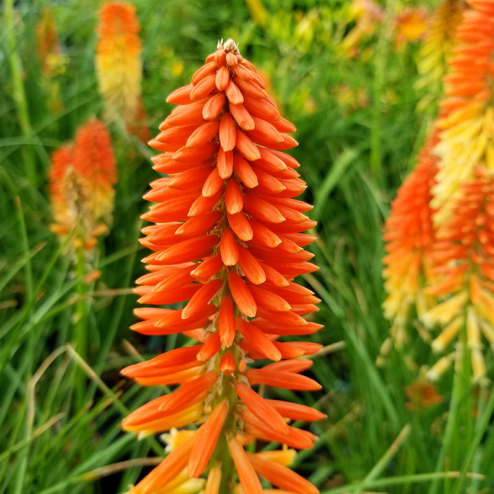 Red Hot Poker Torch Lily Bulbs