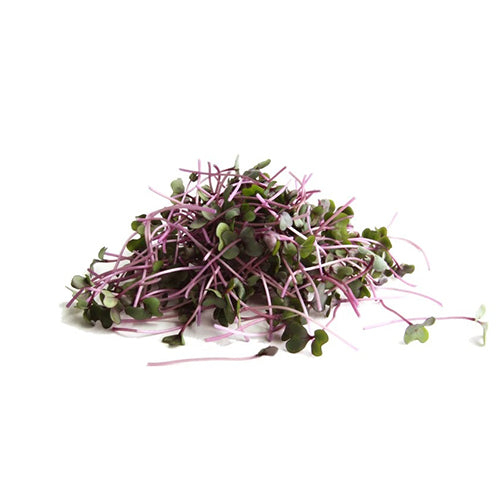 Red Cabbage Microgreen Seeds-1