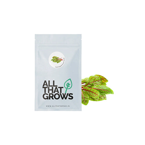 Red Veined Sorrel Seeds-2
