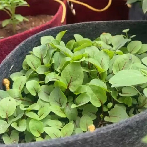 Red Veined Sorrel Seeds-3