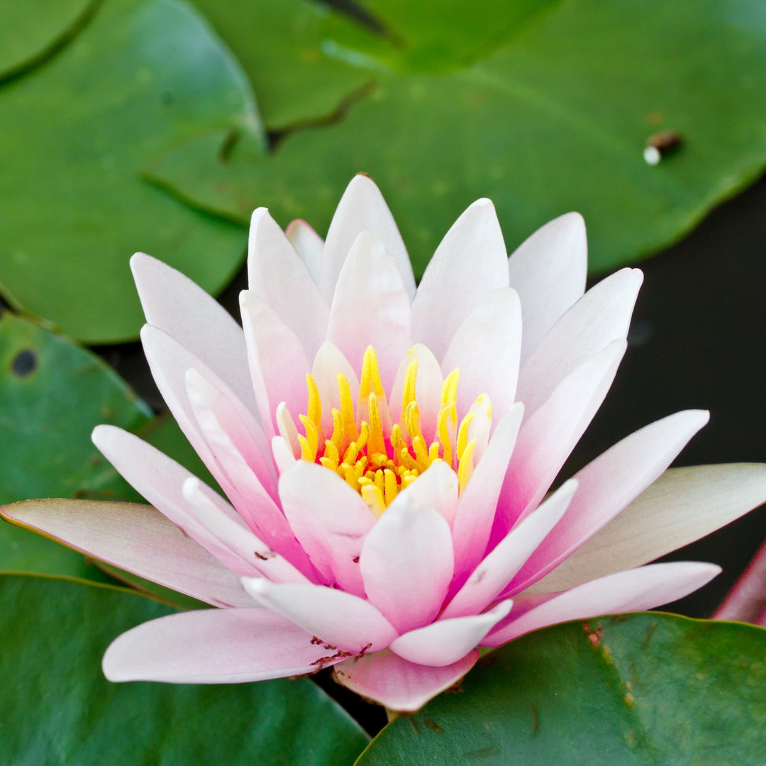 Rose Pink Lotus Bulbs