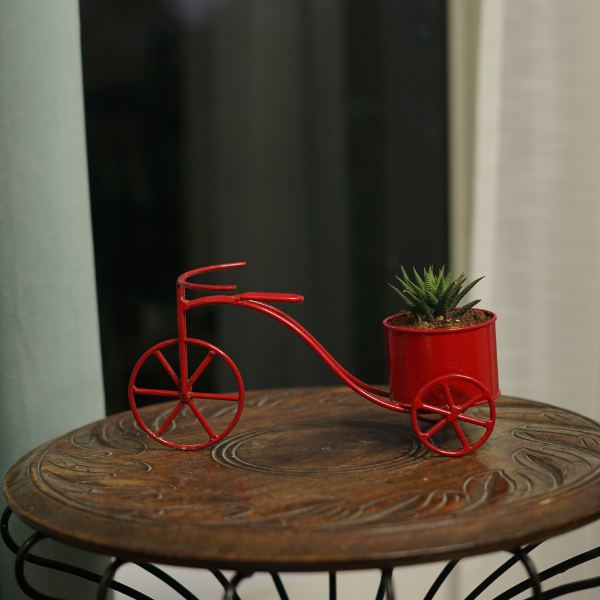 Ruby CycleShow Planter