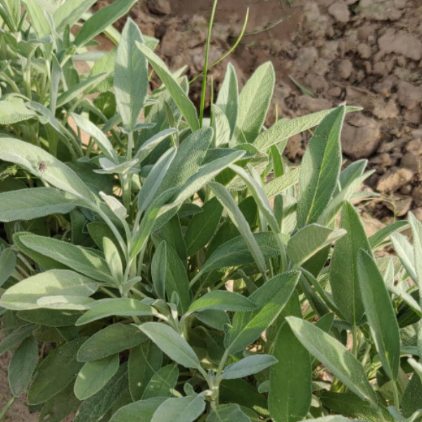 Sage Seeds