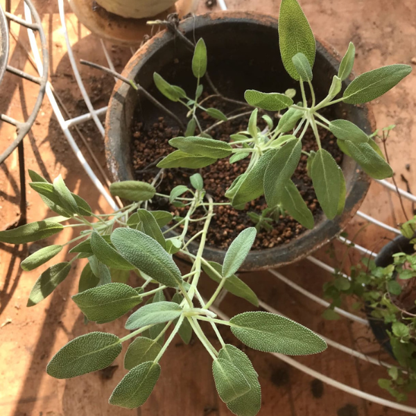 Sage Seeds