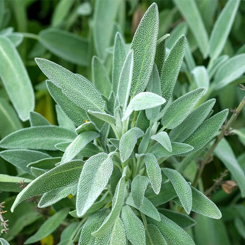 Sage Growing Kit-4