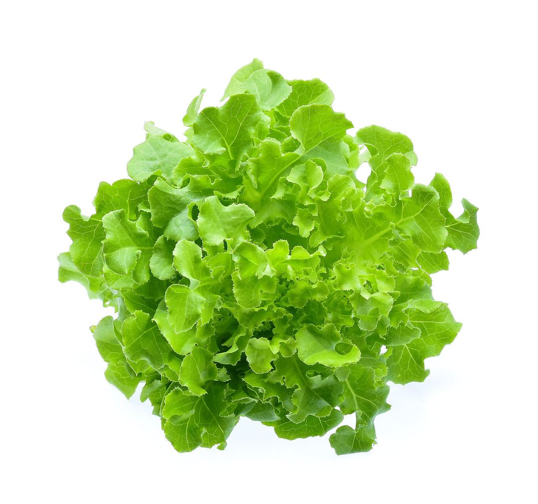Lettuce Salad Bowl Seeds