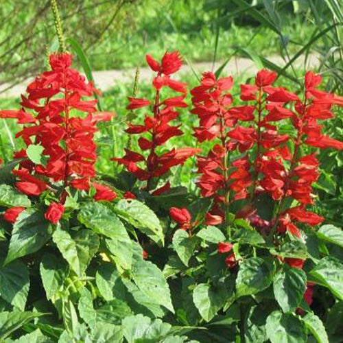Salvia St John’s Fire Flower Seeds-1