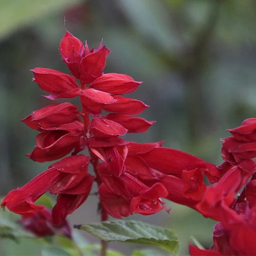 Salvia St John’s Fire Flower Seeds-2