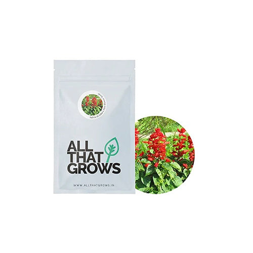Salvia St John’s Fire Flower Seeds-3