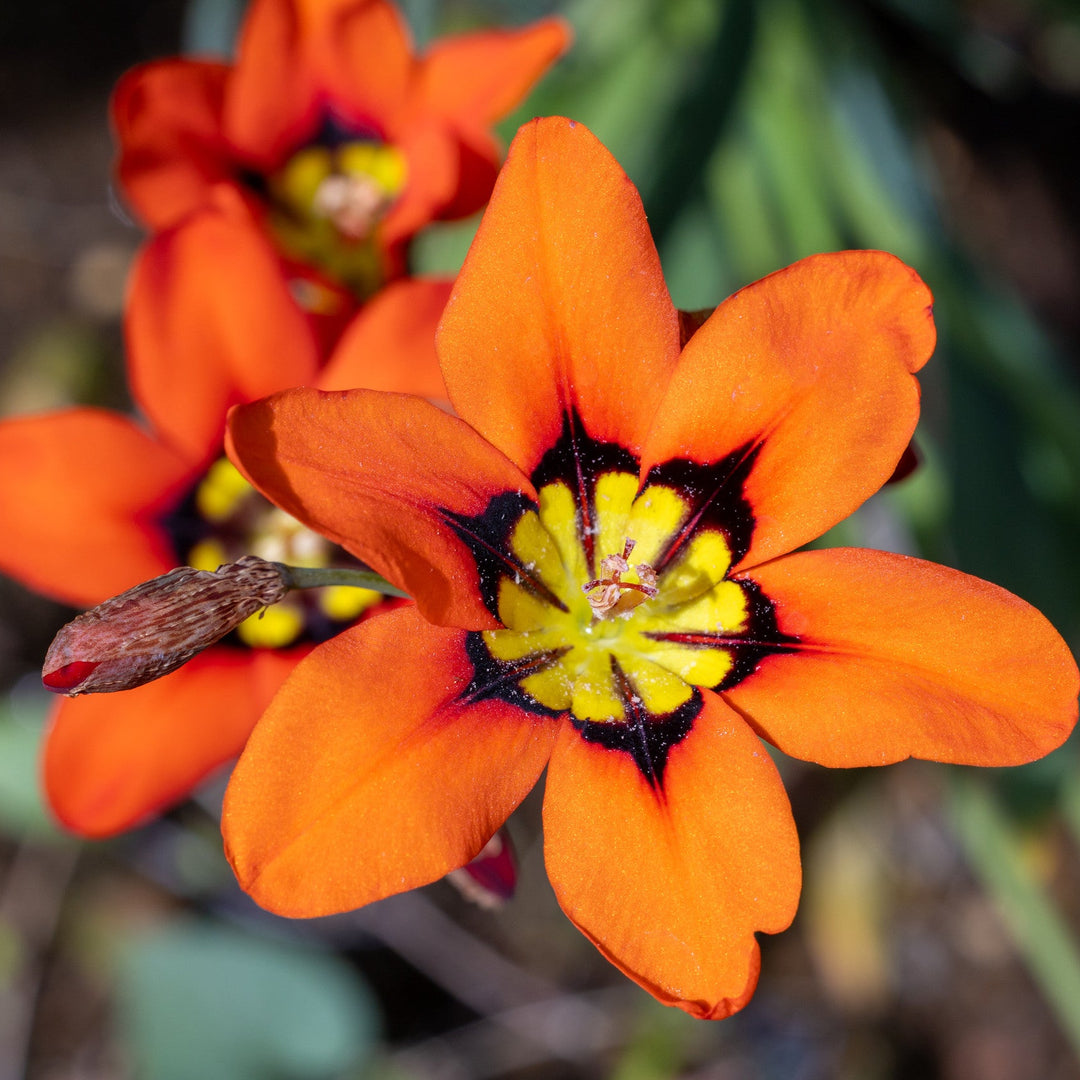 Sparaxis Mixed Flower Bulbs