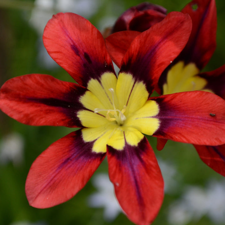 Sparaxis Mixed Flower Bulbs