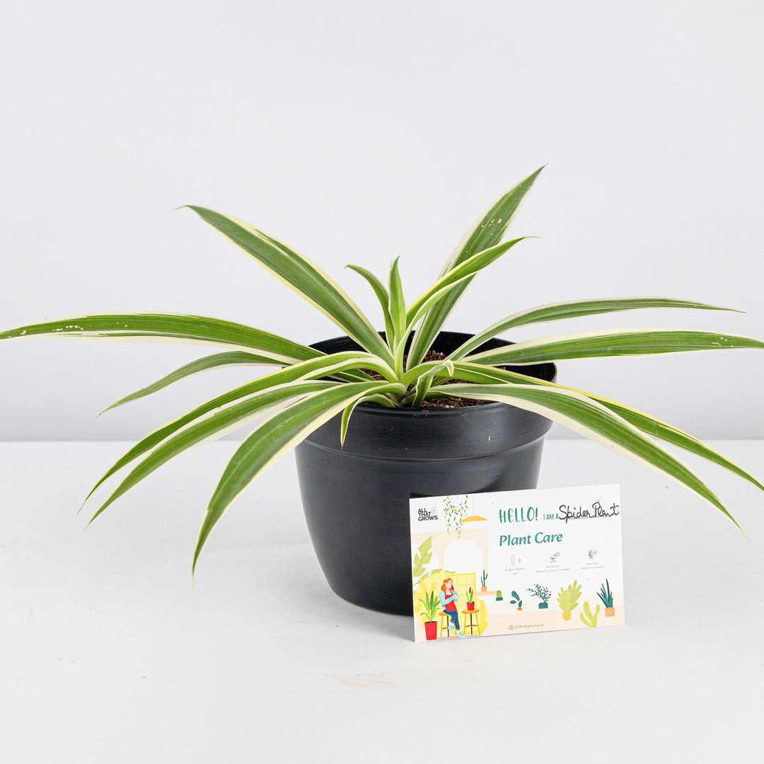 Spider Plant