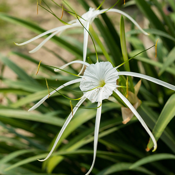 Spider Lily White Bulbs
