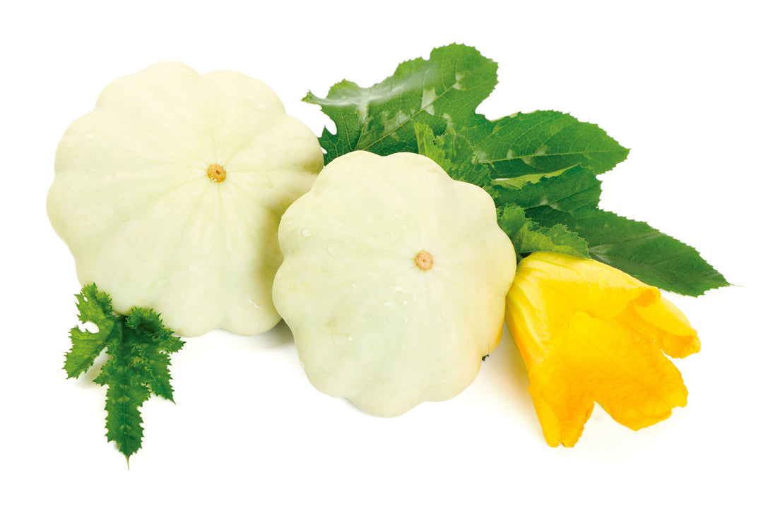 Squash Custard White Seeds