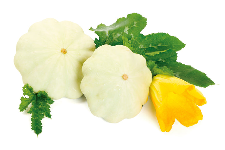 Squash Custard White Seeds